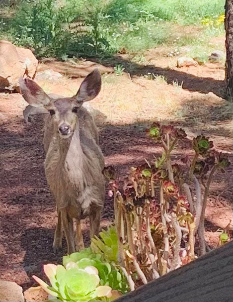 Whitetail Deer's Breakfast
