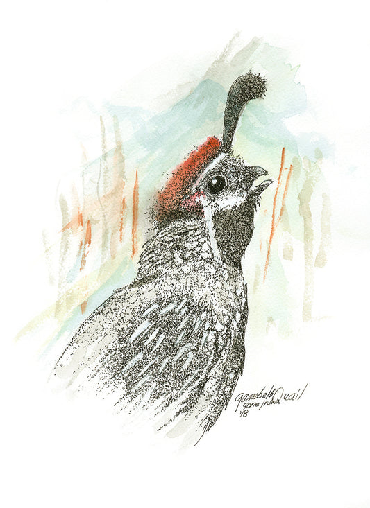 Gambel Quail Framed - Gene's Pen & Ink