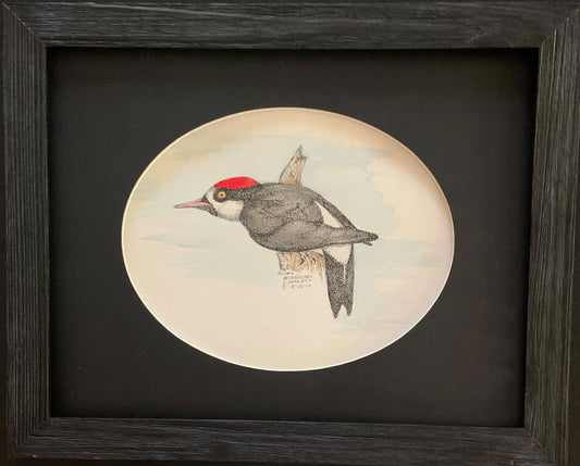 Acorn Woodpecker Original - Gene's Pen & Ink