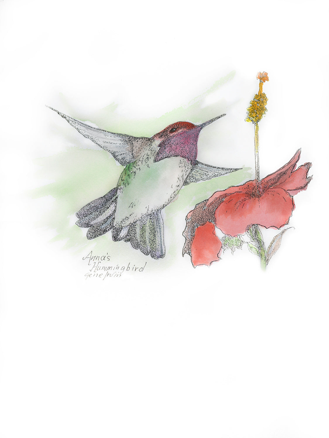 Anna's Hummingbird artwork by Gene Irvin — male Anna's hummingbird with iridescent crimson-red crown and throat, pen, ink, and watercolor illustration, as printed on the tote bag