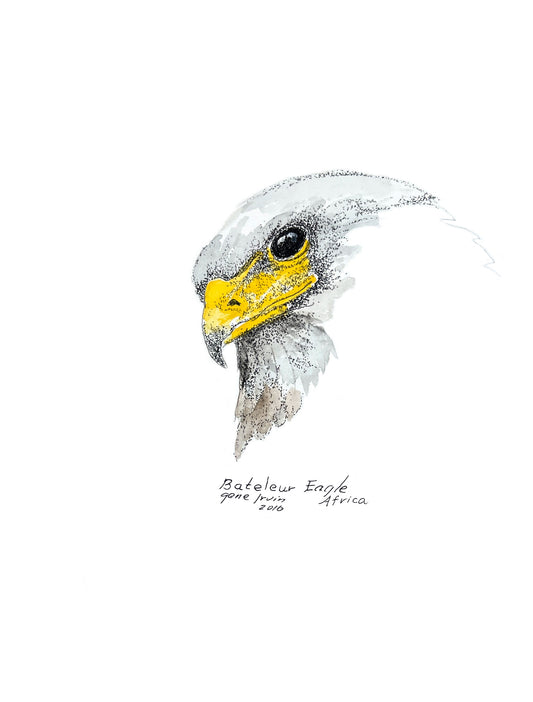 Stippled pen and ink portrait of a Bateleur Eagle (Terathopius ecaudatus) by Arizona wildlife artist Gene Irvin (1934–2026), featuring the eagle's vivid scarlet facial skin, hooked beak, and bold black plumage. Signed "Bateleur Eagle, Gene Irvin, 2016, Africa."
