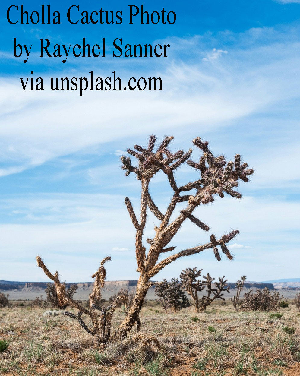 Cereus de floración nocturna