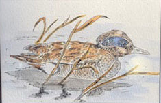 Duck Original - Gene's Pen & Ink