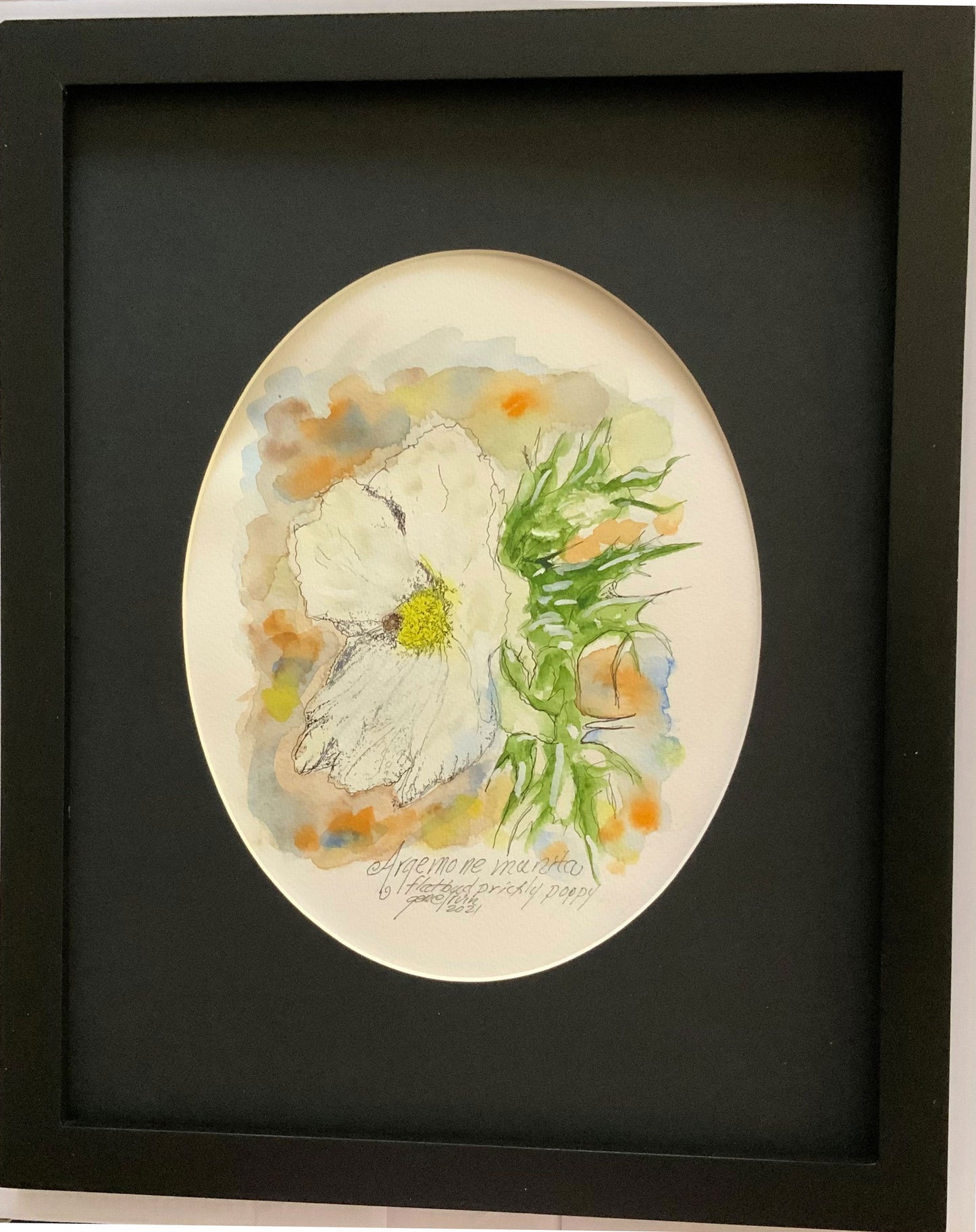 Flatbud Prickly Poppy Original - Gene's Pen & Ink