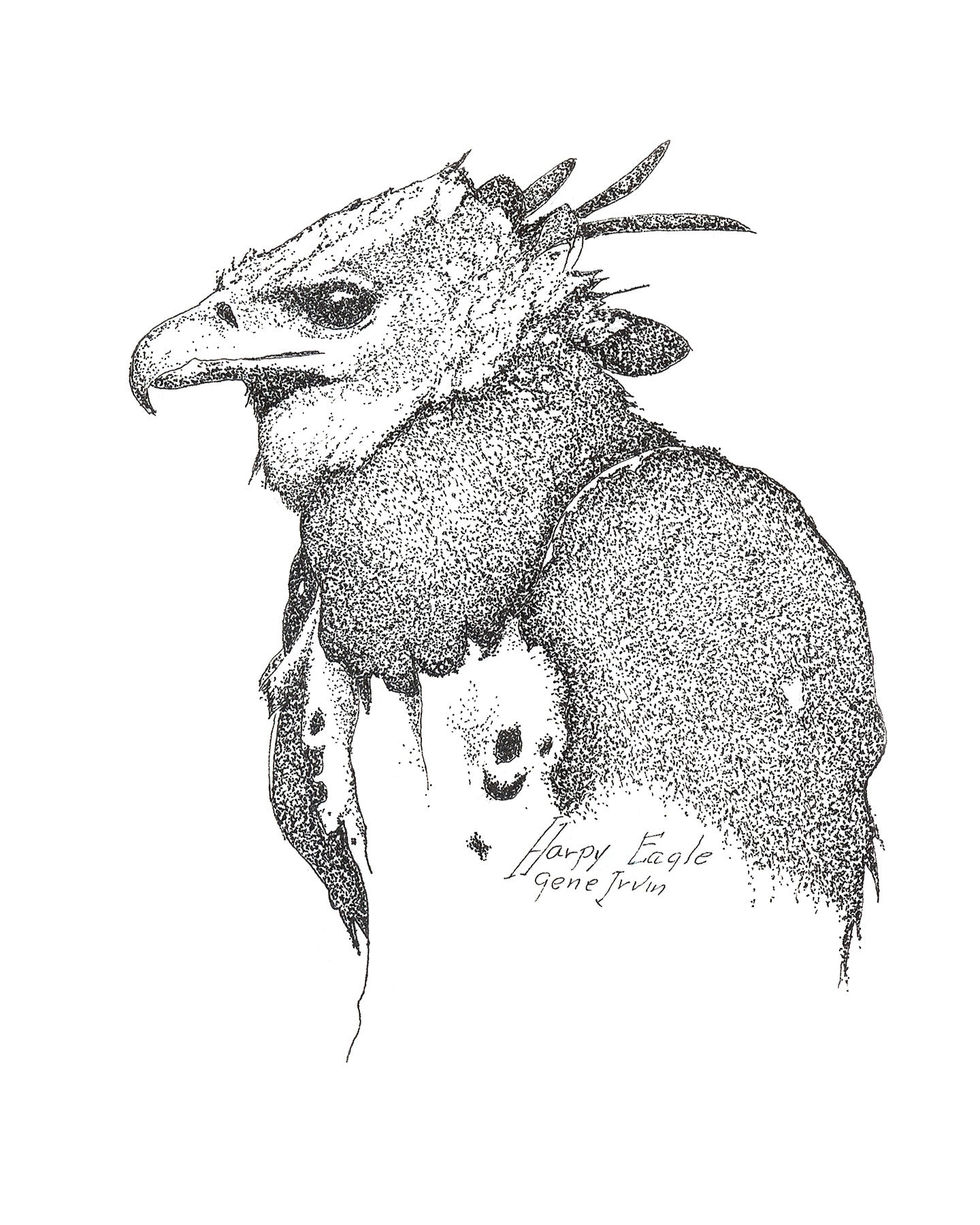 Harpy Eagle pen and ink portrait by Gene Irvin — close-up head and upper body study of a harpy eagle with dramatic spiked crest, heavy hooked bill, and intense gaze, dense stippled detail on white background, signed by the artist