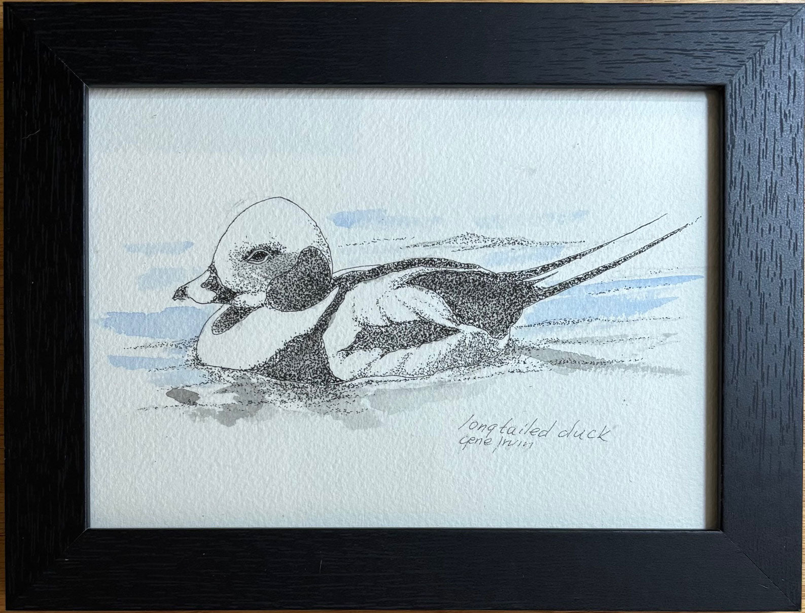 Framed original watercolor and ink drawing of a long-tailed duck by Gene Irwin, featuring lifelike plumage, elegant detailing, and nature-inspired composition in black and white.