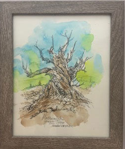 Methuselah Tree Original - Gene's Pen & Ink