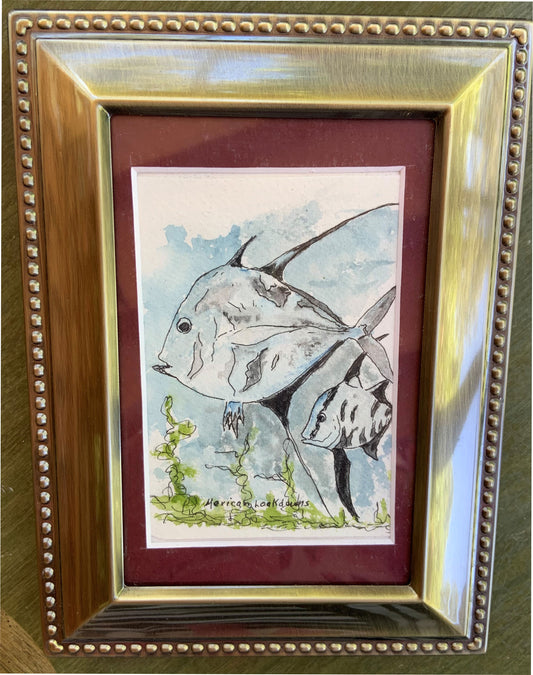 Mexican Lookdown Fish Original - Gene's Pen & Ink