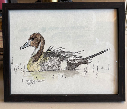 Pato Pato Pintail del Norte Original