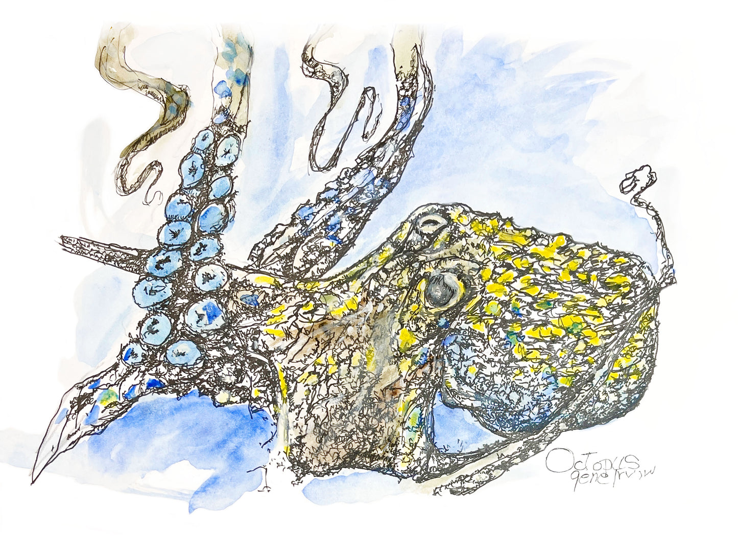 Octopus pen, ink, and watercolor illustration by Gene Irvin — close-up of an octopus with tentacles reaching upward, dense ink cross-hatching on mantle with vivid yellow and green watercolor patches, blue sucker-lined tentacles, soft blue watercolor wash background, signed by the artist