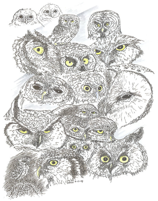 Owls Heads Collage Framed - Gene's Pen & Ink