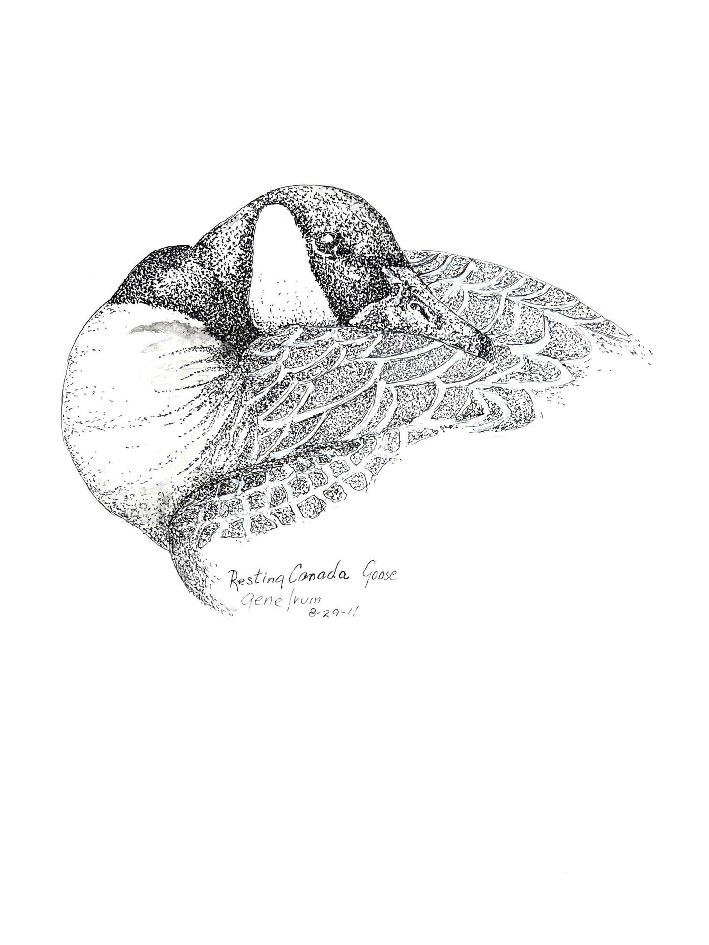 Resting Canada Goose pen and ink stippling illustration by Gene Irvin, signed 8-29-11 — a Canada goose curled at rest with its black head and bill tucked into its layered wing feathers, fine black-and-white stippling on a white background, signed wildlife art