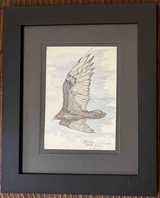 Ink and watercolor illustration of a turkey vulture soaring, framed in wood