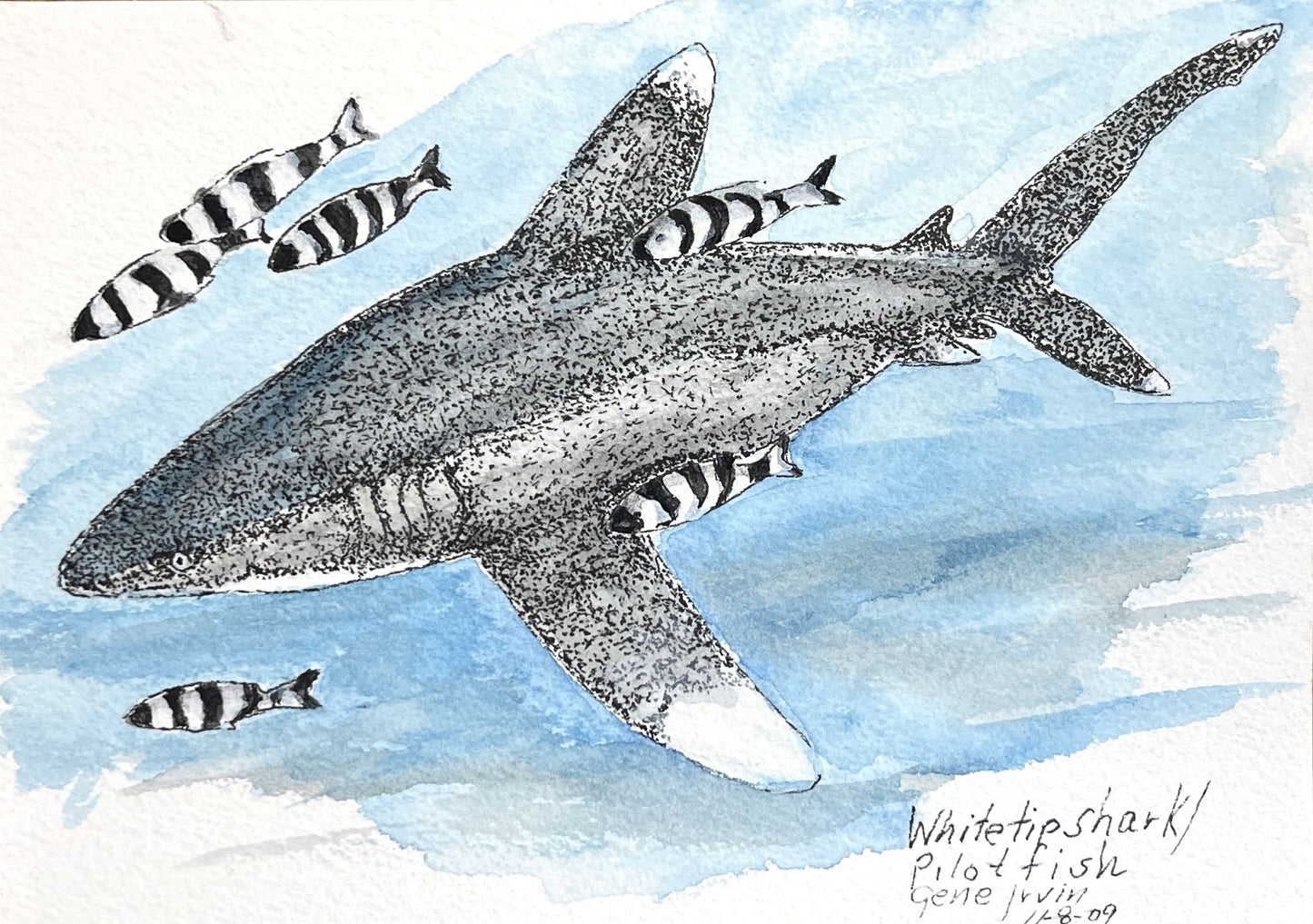 Oceanic Whitetip Shark & Pilot Fish pen, ink, and watercolor illustration by Gene Irvin, signed 1-18-09 — dense stippled grey shark with white-tipped dorsal and pectoral fins gliding through blue water surrounded by black-and-white striped pilot fish, signed marine wildlife art
