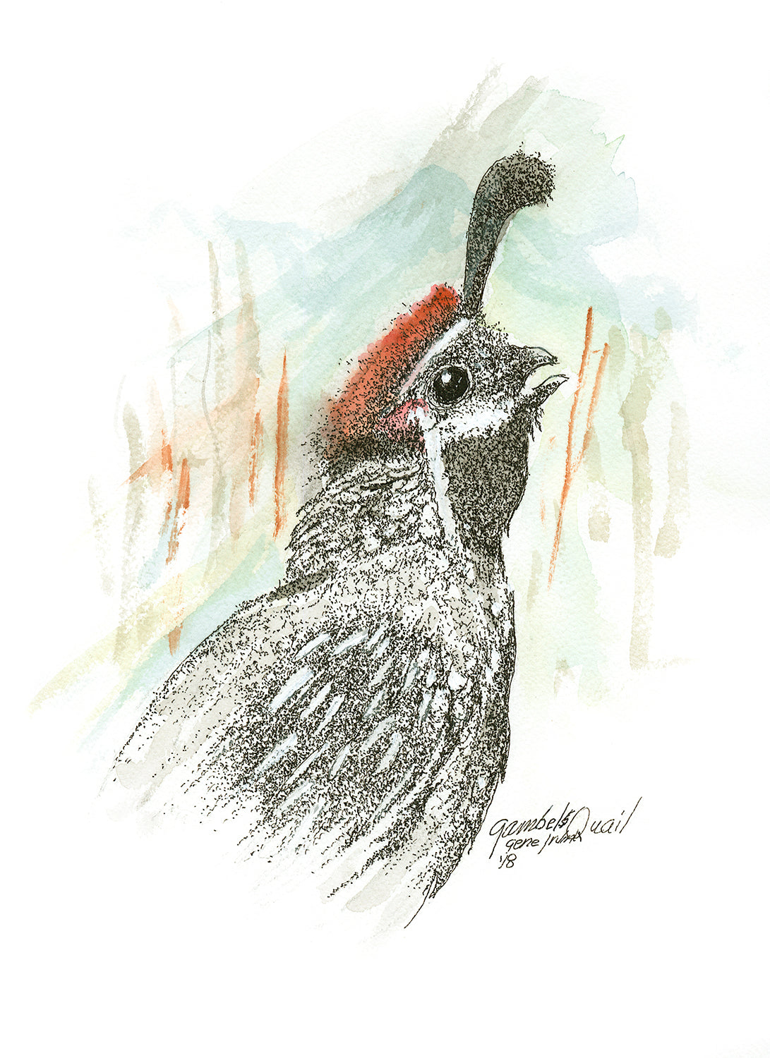 Gambel Quail - Gene's Pen & Ink