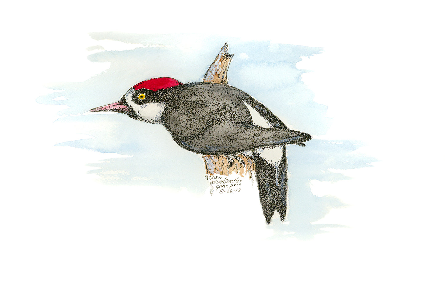 Pen and ink illustration of an Acorn Woodpecker (Melanerpes formicivorus) by Arizona wildlife artist Gene Irvin (1934–2026), depicting the bird's bold black-and-white plumage and crimson cap perched on an oak branch. Southwest bird art dated 2012.
