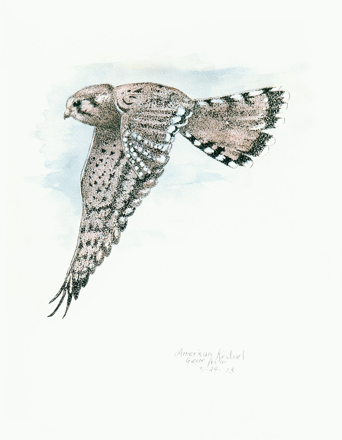 American Kestrel in flight pen, ink, and watercolor illustration by Gene Irvin, February 2013 — kestrel banking with wings fully spread showing rufous and black-spotted plumage and banded tail, stippled detail on soft blue watercolor wash background, signed by the artist