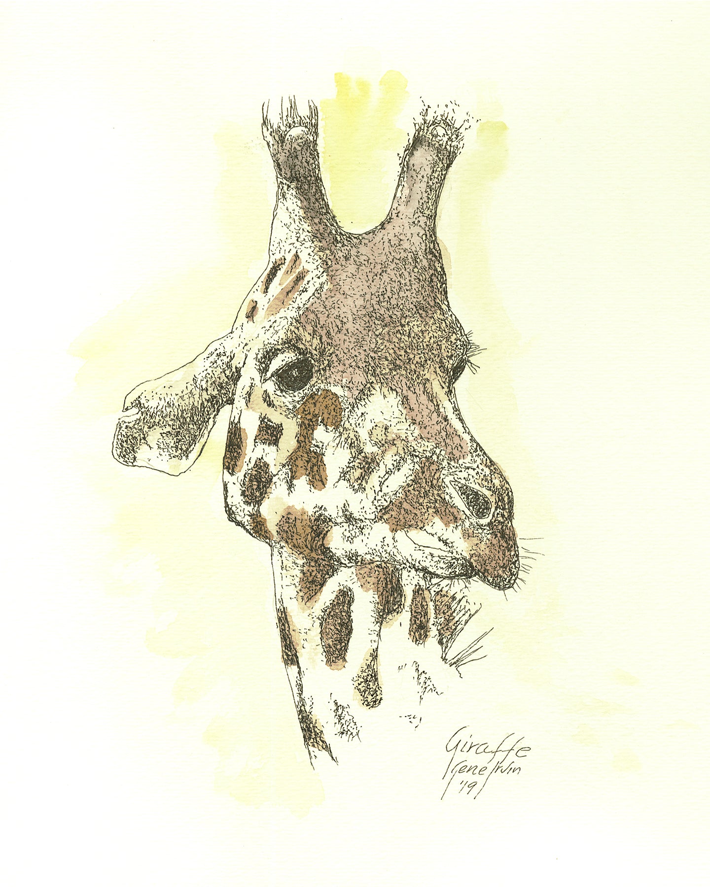 Baby Giraffe pen and ink illustration with watercolor washes by Gene Irvin — a young giraffe calf with long legs, soft patchwork coat, and a curious tilt of the head, fine pen line work with gentle warm watercolor tones, signed by the artist
