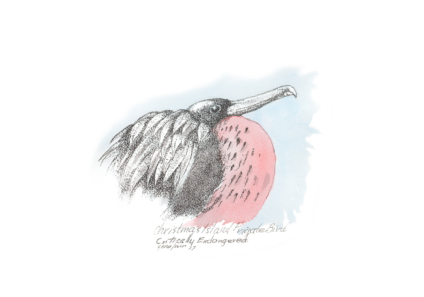 Christmas Island Frigatebird pen and ink illustration by Gene Irvin, 2017 — male frigatebird with inflated pink-red gular pouch, dark plumage, and long hooked bill, stippled detail on soft blue watercolor wash background, labeled Critically Endangered, signed by the artist