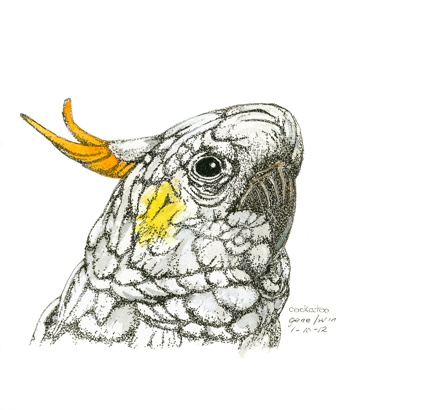 Cockatoo close-up pen and ink portrait by Gene Irvin, January 2012 — white cockatoo with orange-tipped yellow crest raised, yellow cheek patch, and detailed stippled feathering, signed by the artist
