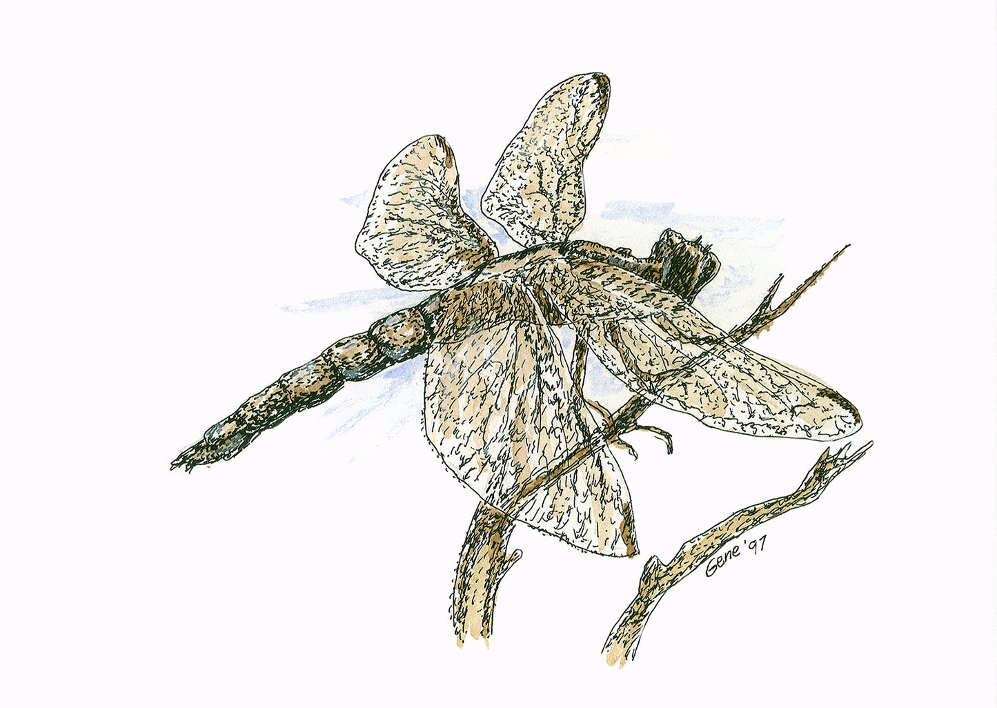 A highly detailed pen-and-ink illustration of a dragonfly perched on a bare twig, its four translucent wings rendered with intricate venation in warm sepia and brown tones against a soft blue watercolor wash. The segmented abdomen and leg grip are drawn with precise, expressive ink work. Signed "Gene '97" at lower right. Original wildlife art by Gene Irvin (1934–2026).