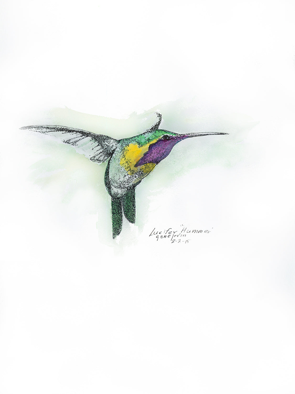 Lucifer Hummingbird in flight β original pen, ink, and watercolor illustration by Gene Irvin, 2015 β male Lucifer hummingbird with iridescent purple gorget, green back, and yellow chest, wings spread, signed by the artist