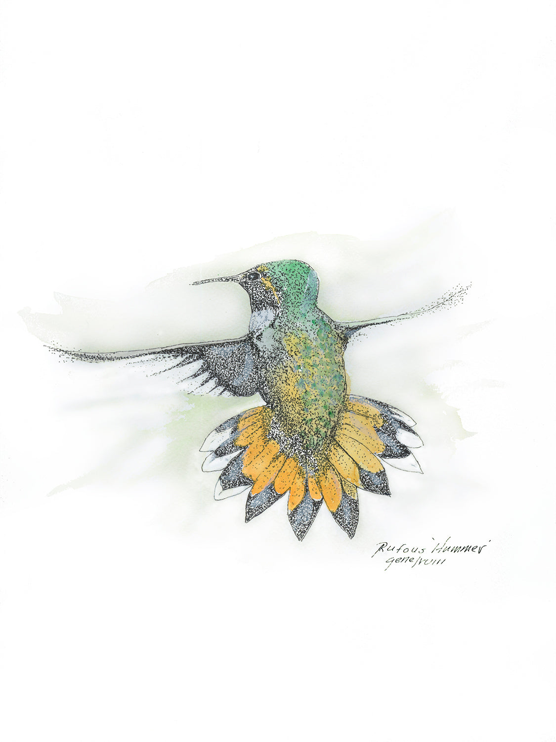 Rufous Hummingbird — pen, ink, and watercolor illustration by Gene Irvin — vibrant rufous-orange and red male hummingbird, signed wildlife art