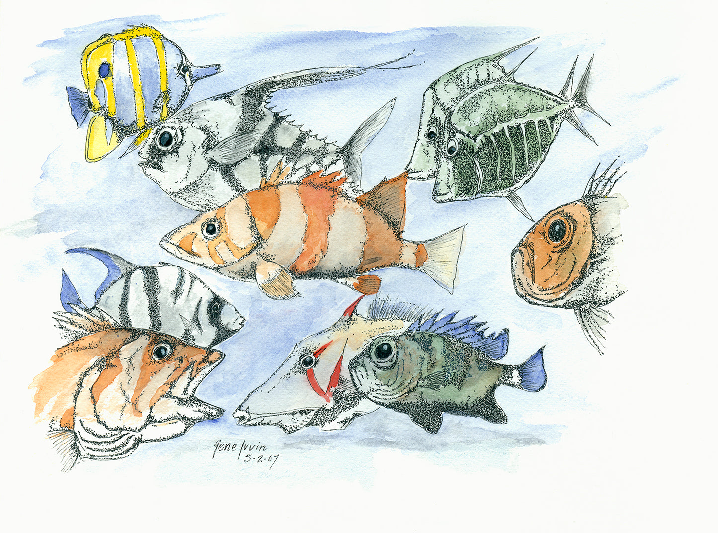 School of Fish pen, ink, and watercolor illustration by Gene Irvin, May 2007 — seven diverse marine fish species swimming together in a soft blue watercolor wash, including a yellow-striped butterflyfish, banded orange fish, green spiny fish, and round orange fish, stippled detail with vibrant watercolor, signed by the artist