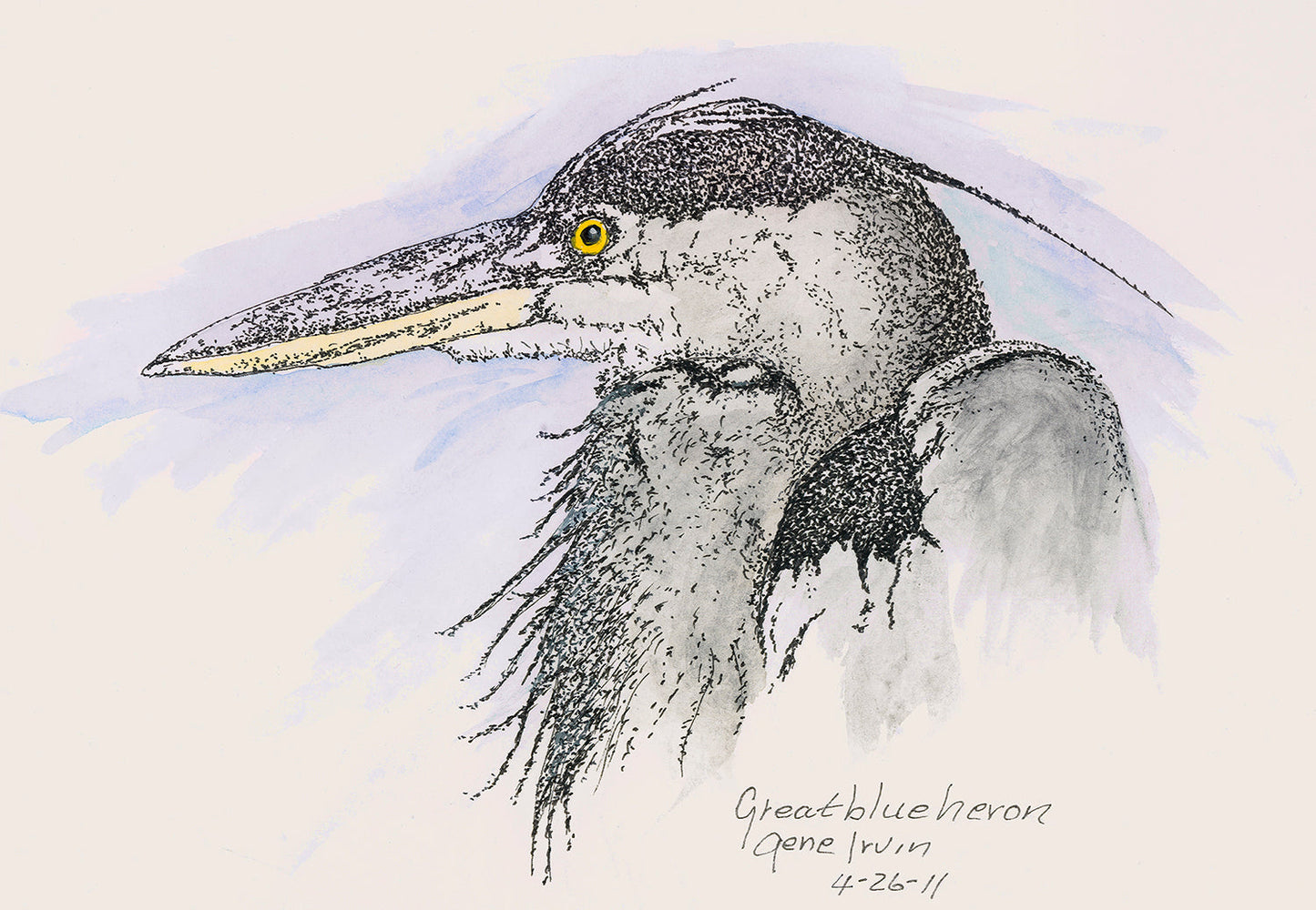 Great Blue Heron Framed - Gene's Pen & Ink