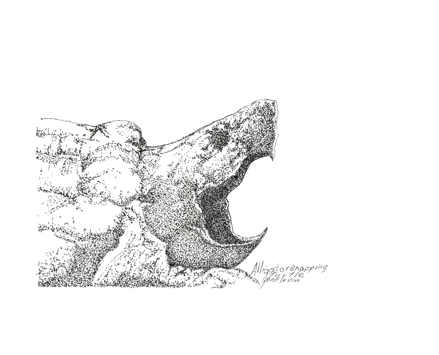 Alligator Snapping Turtle pen and ink stippling illustration by Gene Irvin — detailed profile of the turtle's spiky head and shell with mouth open wide revealing a sharp hooked beak, dense black stippling on white background, signed freshwater wildlife art