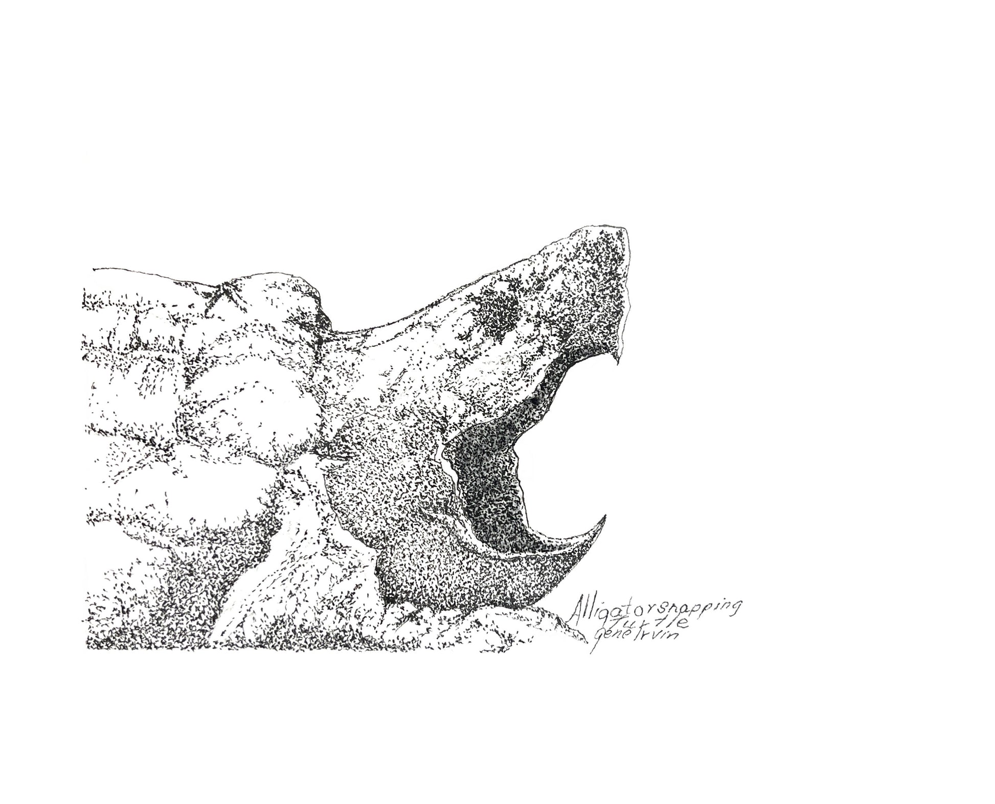 Alligator Snapping Turtle pen and ink stippling illustration by Gene Irvin — detailed profile of the turtle's spiky head and shell with mouth open wide revealing a sharp hooked beak, dense black stippling on white background, signed freshwater wildlife art