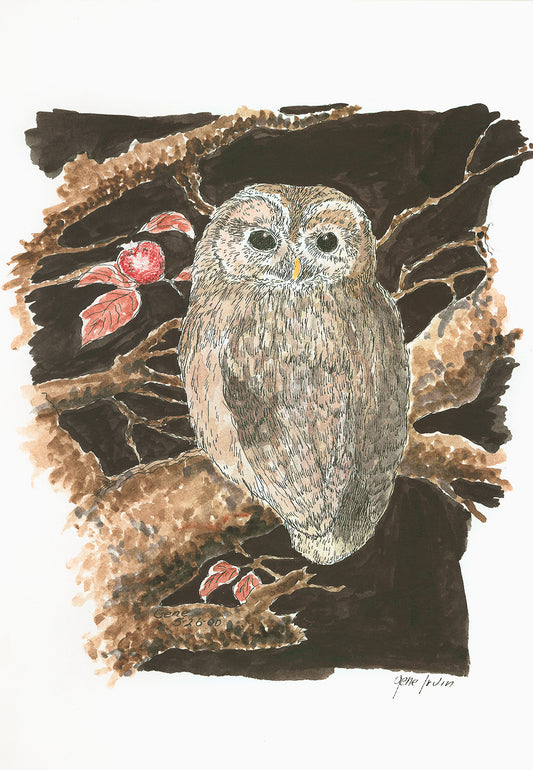 Barred Owl pen, ink, and watercolor illustration by Gene Irvin, February 2000 — barred owl perched in dark woodland branches with red autumn berries, mottled brown and white plumage with dark nearly-black eyes, signed by the artist