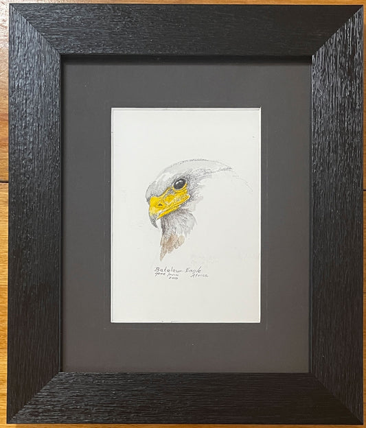 Original Bateleur Eagle head portrait by Gene Irvin, pen and ink stippling with yellow watercolor, matted and framed in a dark textured black frame, 10.75×12.75", ready to hang