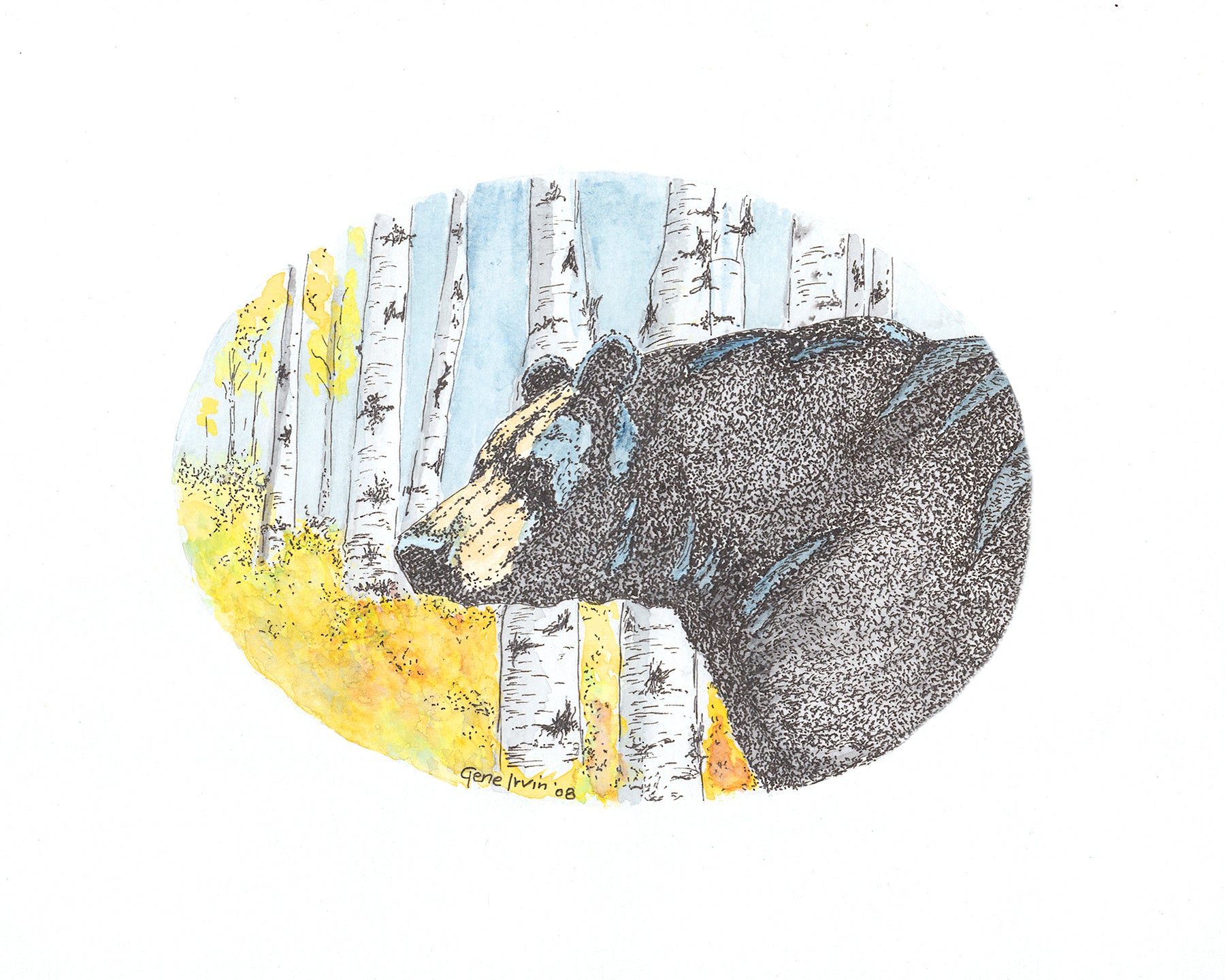 Bear in Aspens pen, ink, and watercolor illustration by Gene Irvin, 2008 — black bear profile amid white aspen trunks with yellow and orange autumn leaves, oval composition, signed by the artist