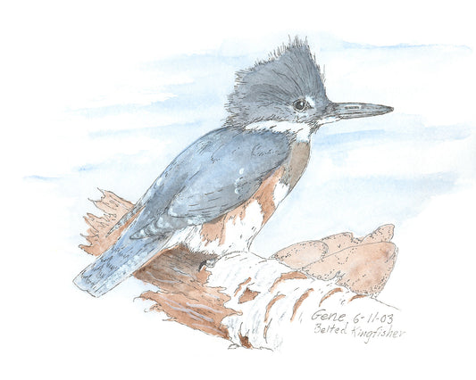 Belted Kingfisher - Gene's Pen & Ink