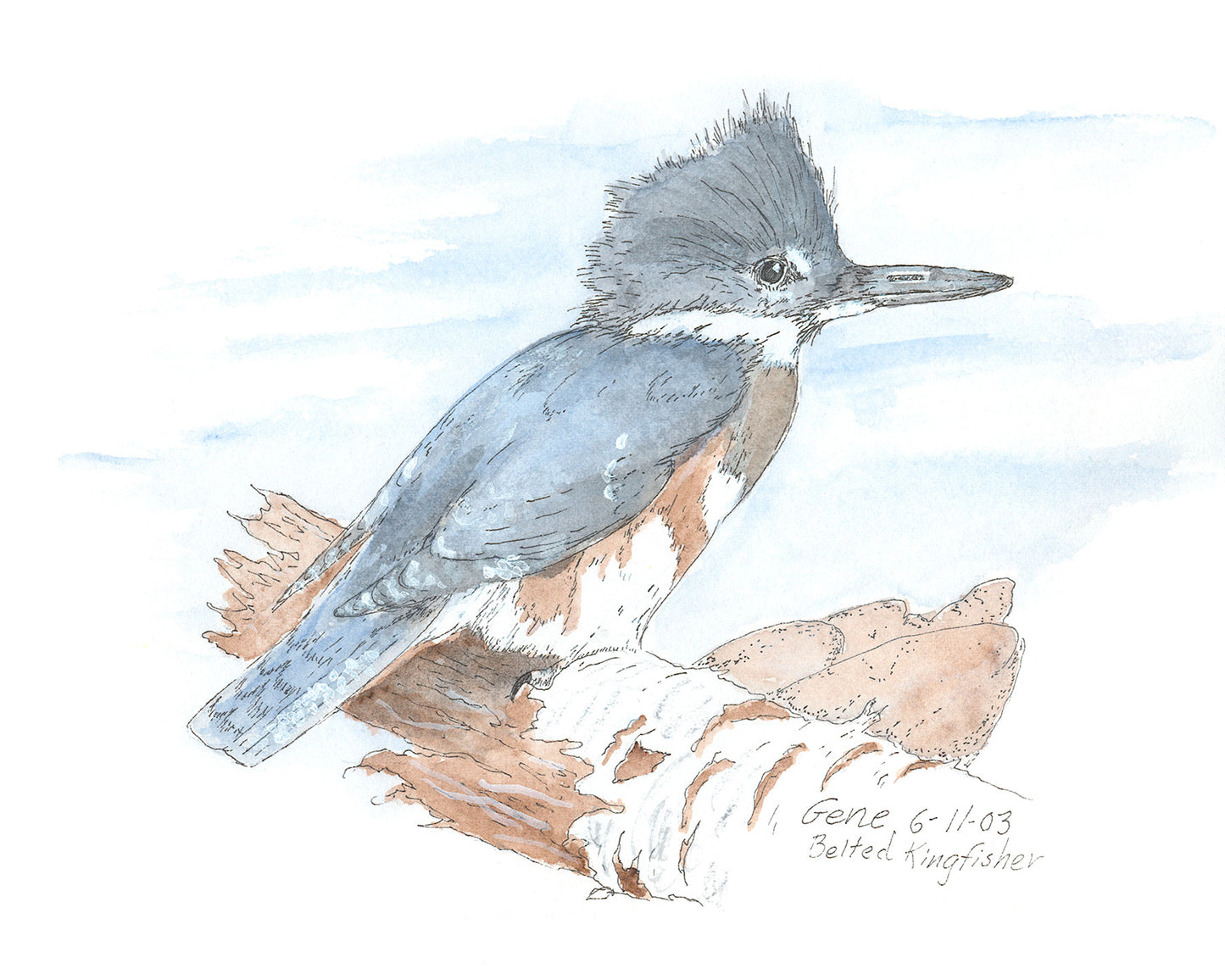 Belted Kingfisher pen, ink, and watercolor illustration by Gene Irvin, June 2003 — female belted kingfisher with blue-gray crest, white collar, and rusty belly band perched on driftwood, soft blue watercolor wash background, signed by the artist