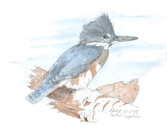 Belted Kingfisher pen, ink, and watercolor illustration by Gene Irvin, June 2003 — female belted kingfisher with blue-gray crest, white collar, and rusty belly band perched on driftwood, soft blue watercolor wash background, signed by the artist