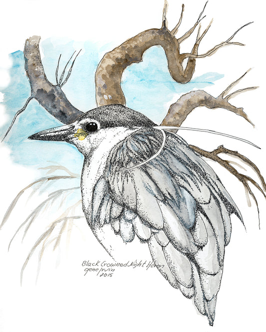 Black-Crowned Night Heron — pen, ink, and watercolor illustration by Gene Irvin — stocky heron with black cap, hunched posture, and short legs near water, signed wildlife art