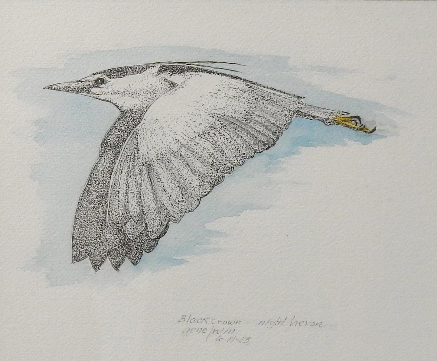 Black Crowned Night Heron in Flight Original - Gene's Pen & Ink