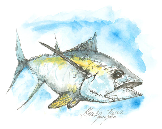 Bluefin Tuna pen, ink, and watercolor illustration by Gene Irvin — full-body three-quarter view of a bluefin tuna with torpedo-shaped body, sickle-shaped fins, and yellow-green watercolor accents, loose gestural ink line work over soft blue ocean wash background, signed by the artist