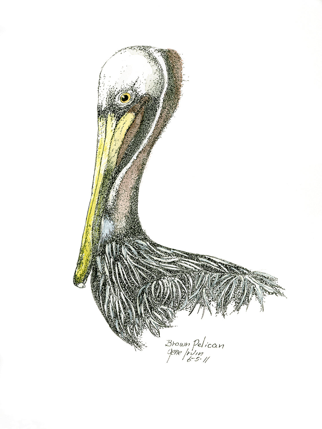 Close-up of Brown Pelican original pen, ink, and watercolor illustration by Gene Irvin, June 2011 — detailed stippling of a brown pelican head and neck with yellow-green bill and layered chest plumage, signed by the artist