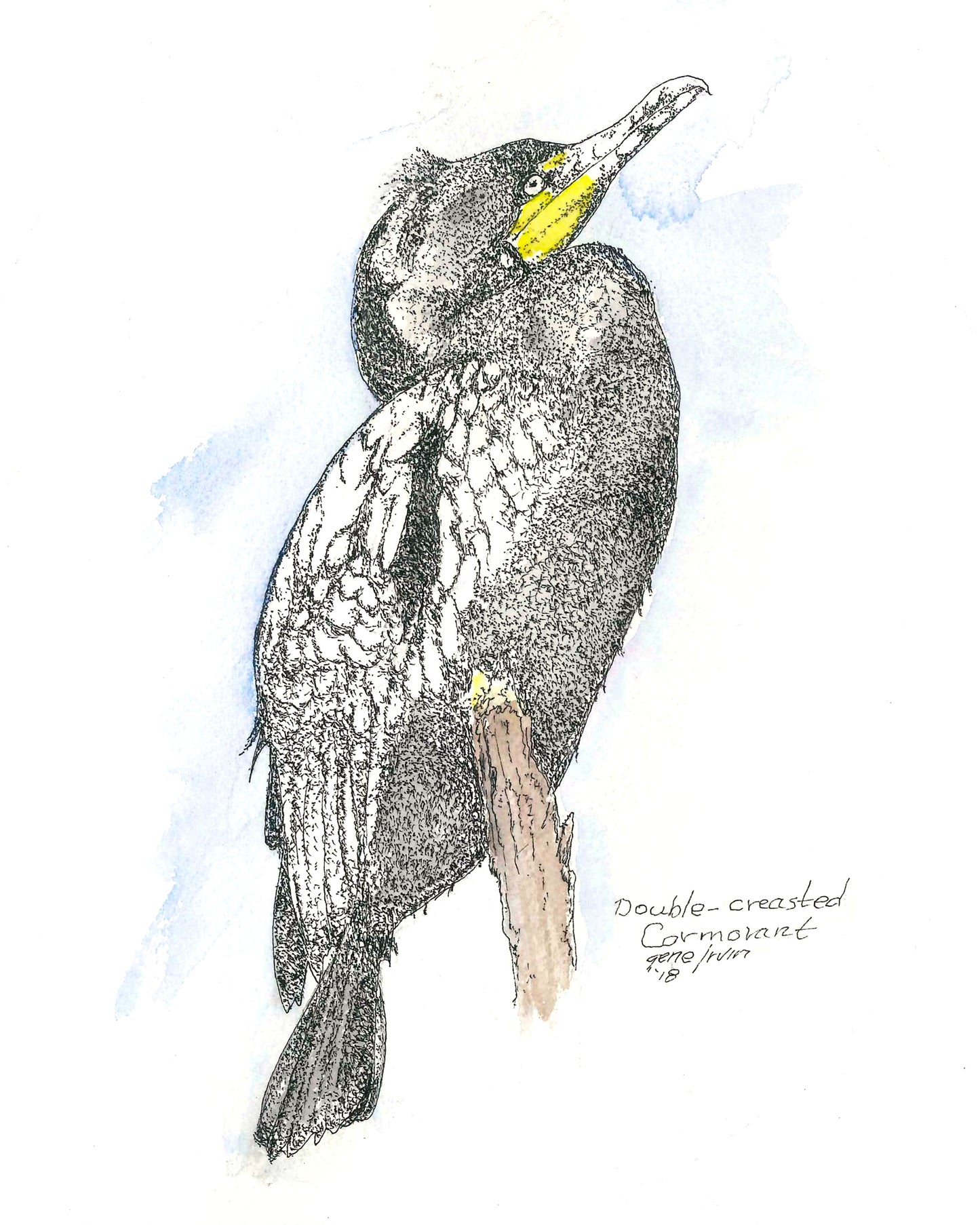 Double-crested Cormorant pen, ink, and watercolor illustration by Gene Irvin, 2018 — full-body portrait of a cormorant perched upright on a post with dark stippled plumage, bright yellow-orange facial skin and bill, wings slightly spread, soft blue watercolor wash background, signed by the artist