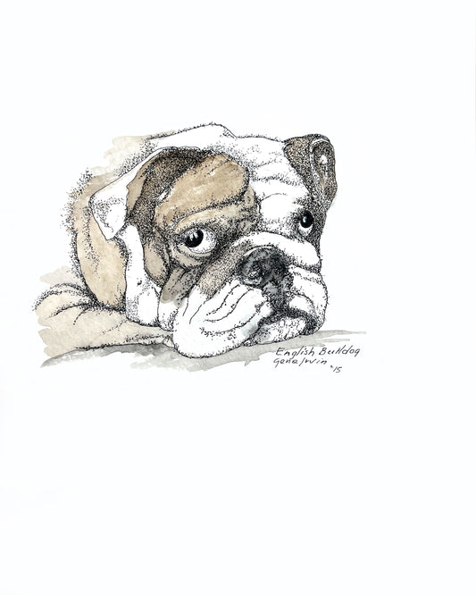 A pen-and-ink watercolor portrait of an English Bulldog resting chin-down, rendered with detailed stipple technique showing heavy facial wrinkles, drooping jowls, and soulful dark eyes. Soft tan watercolor washes accent the white coat. Signed "English Bulldog / Gene Irvin '15" at lower right. Original dog breed art by Gene Irvin (1934–2026).