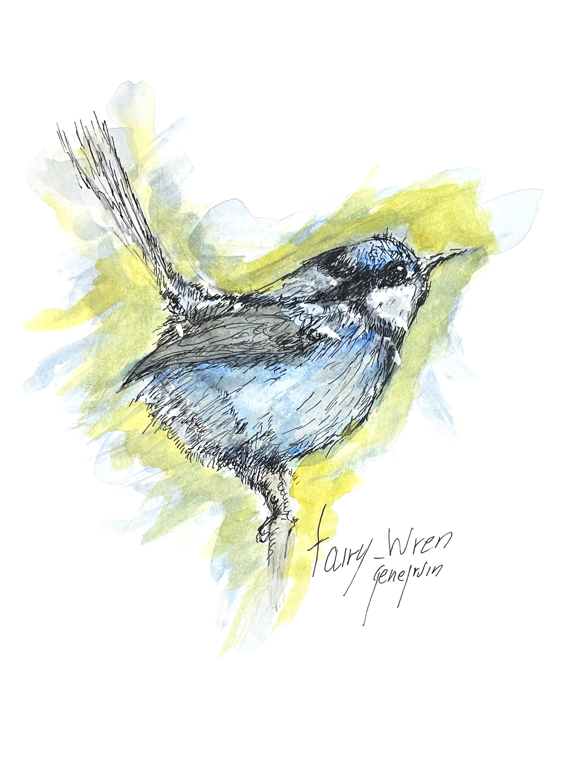 Original Fairy Wren watercolor and ink illustration by Gene Irvin, 1996 — expressive loose ink line drawing of a blue-grey fairy wren with yellow-green and soft blue watercolor washes, signed by the artist