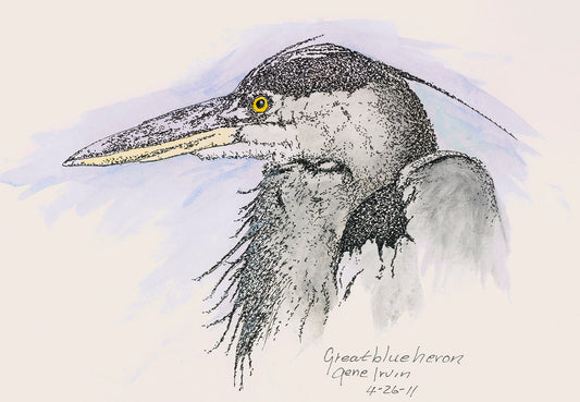 Great Blue Heron pen, ink stippling, and watercolor illustration by Gene Irvin, 2011 — detailed stippling close-up portrait of a Great Blue Heron with piercing golden eye, long dagger beak, black crown stripe, and loose shaggy plume feathers against a soft blue-grey watercolor wash, signed 'Great blue heron / Gene Irvin / 4-26-11' by the artist