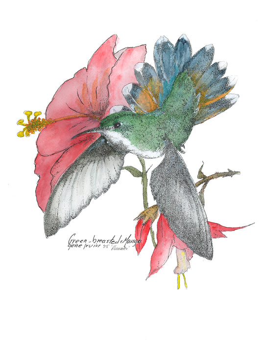 Green-Breasted Mango Hummingbird artwork by Gene Irvin — male hummingbird with brilliant emerald-green plumage, pen, ink, and watercolor illustration, as printed on the tote bag