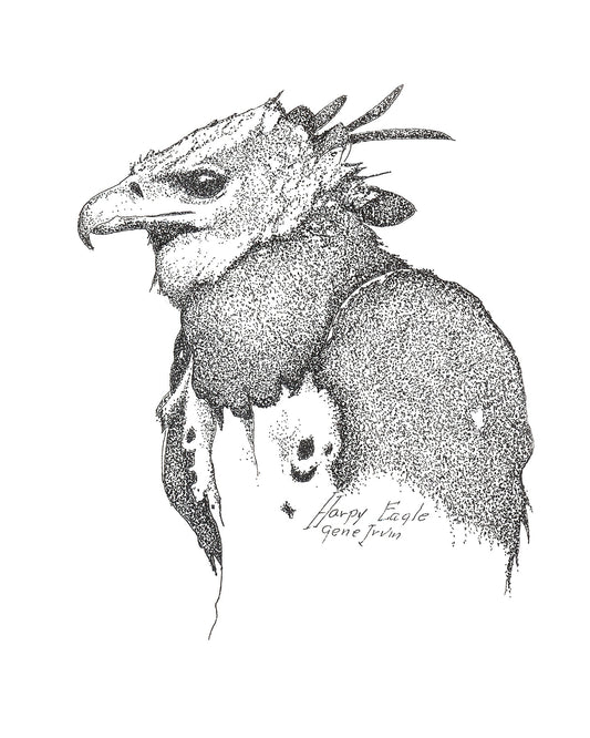 Harpy Eagle pen and ink portrait by Gene Irvin — close-up head and upper body study of a harpy eagle with dramatic spiked crest, heavy hooked bill, and intense gaze, dense stippled detail on white background, signed by the artist