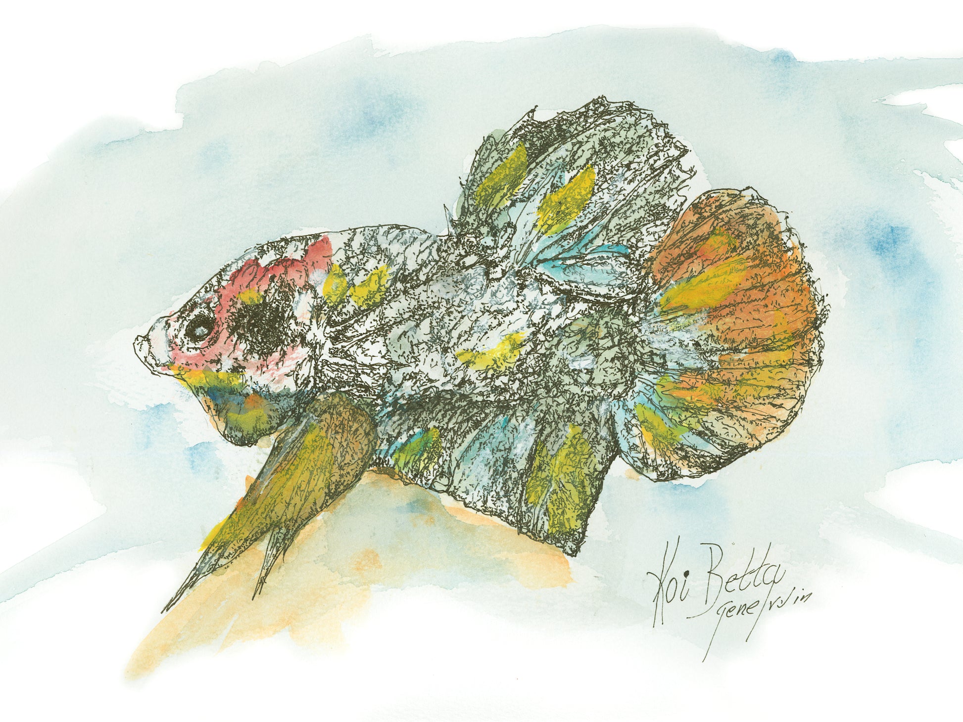 Original Koi Betta pen, ink, and watercolor illustration by Gene Irvin — detailed ink crosshatching portrait of a marbled Koi Betta fish with patches of red, teal, yellow, and orange on a white and silver body with large flowing fins, soft blue and gold watercolor wash background, signed by the artist
