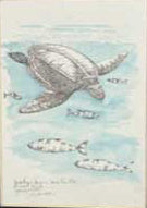 Leatherback Sea Turtle with Pilot Fish Original - Gene's Pen & Ink