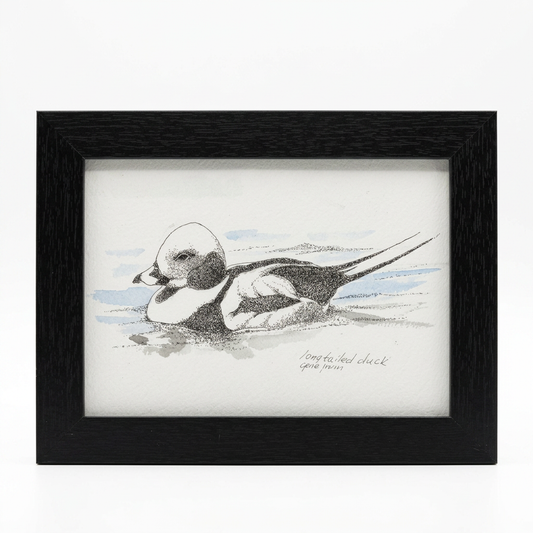 A fine art wildlife print of a male long-tailed duck in winter plumage, rendered in black ink stippling with pale blue and grey watercolor washes suggesting water and ripples, signed Gene Irvin. The artwork is displayed in a matte black wood frame.